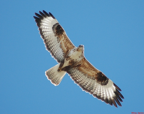 ���������� ���������